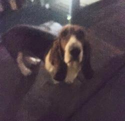 Lost Female Dog last seen Ocotillo Park, Yuma, AZ 85365