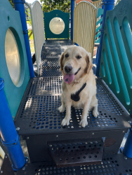 Reunited Male Dog last seen macarthur, Irving, TX 75061