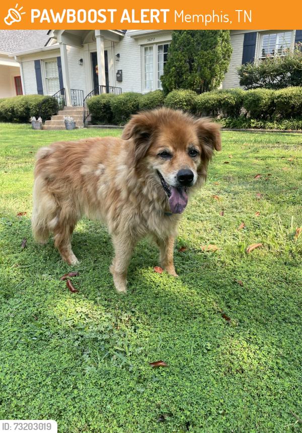 Found/Stray Unknown Dog last seen Waynoka Ave. between High Point Terrace & N. Highland, Memphis, TN 38111