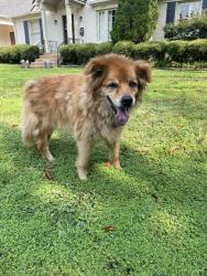 Found/Stray Unknown Dog last seen Waynoka Ave. between High Point Terrace & N. Highland, Memphis, TN 38111