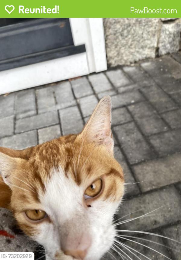 Reunited Male Cat last seen Near grand street I feed him right outside my hse very friendly and lets me pet him a lot definitely a hse cat, Worcester, MA 01603