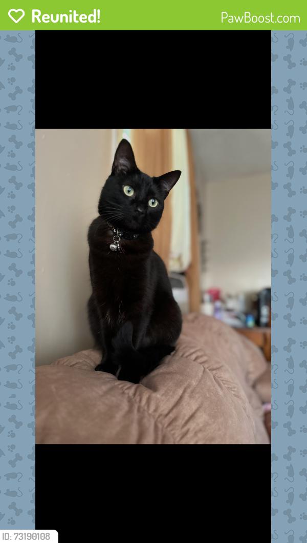 Reunited Female Cat last seen Near Johnston St. off of Bragg Blvd., Fayetteville, NC 28303