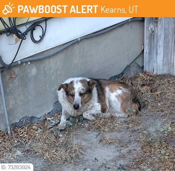 Found/Stray Unknown Dog last seen Near S 4000 W, Kearns, UT 84118