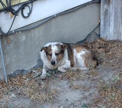 Found/Stray Unknown Dog last seen Near S 4000 W, Kearns, UT 84118