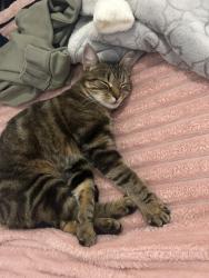 Lost Female Cat last seen Rue saint louis, Saint-Rémi, QC J0L 2L0