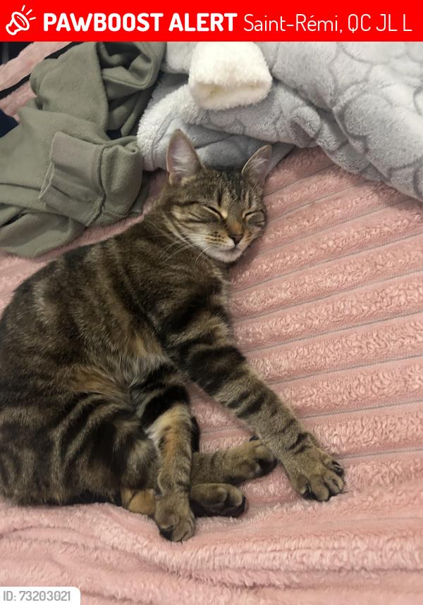 Lost Female Cat last seen Rue saint louis, Saint-Rémi, QC J0L 2L0