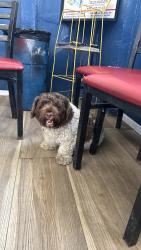 Reunited Male Dog last seen Mt Vernon, Highland, CA 92346