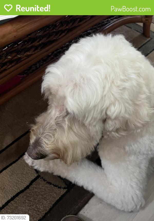 Reunited Male Dog last seen Blackville Drive & Yamassee Loop, The Villages, FL 32162
