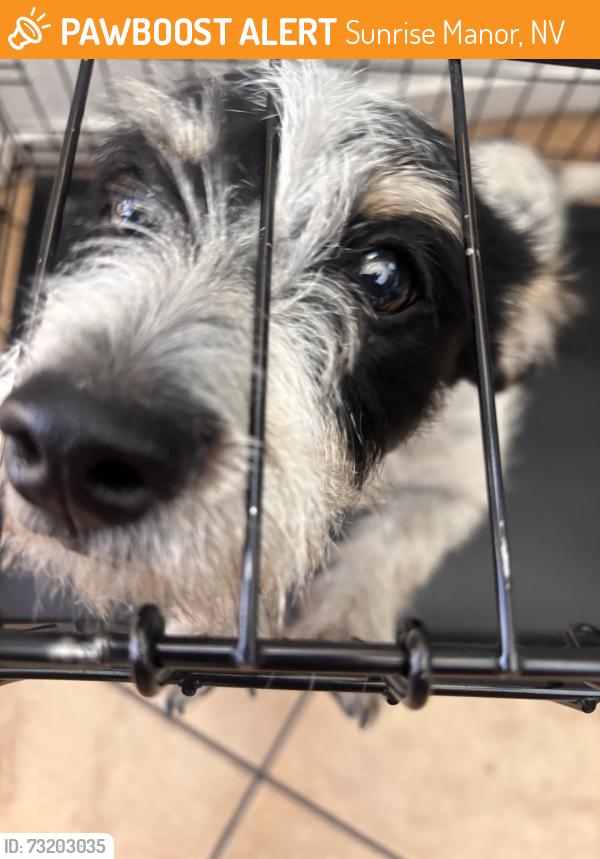Found/Stray Male Dog last seen Lamb and Alexander, Sunrise Manor, NV 89115