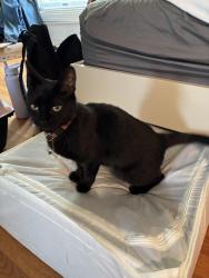 Found/Stray Female Cat last seen Old Dominion Drive and Spring Hill Road intersection, McLean, VA 22102
