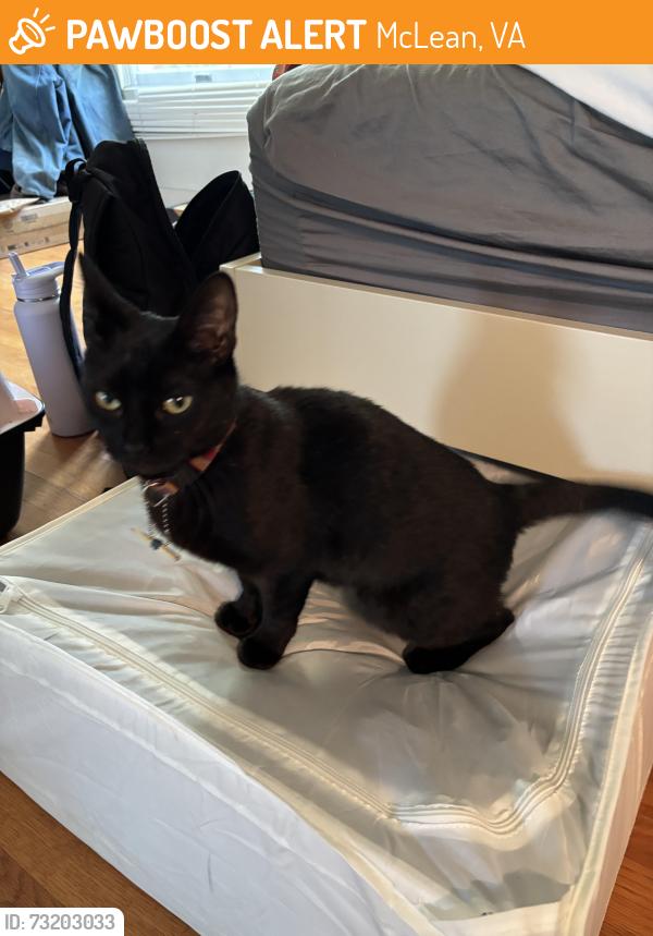 Found/Stray Female Cat last seen Old Dominion Drive and Spring Hill Road intersection, McLean, VA 22102