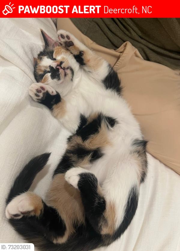 Lost Female Cat last seen Lakeshore dr, Deercroft, NC 28396
