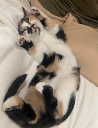 Lost Female Cat last seen Lakeshore dr, Deercroft, NC 28396