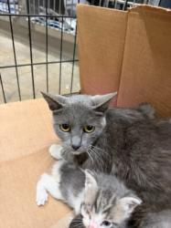 Shelter Stray Female Cat last seen , 14409 Vanowen St, Van Nuys, CA 91405, USA