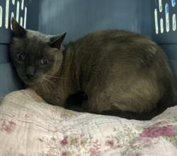 Shelter Stray Male Cat last seen , 957 N Gaffey St, San Pedro, CA 90731, USA