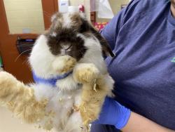 Shelter Stray Male Other last seen Near BLOCK S 68TH ST, 3839 W Burnham St, West Milwaukee, WI 53215, USA
