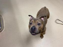 Shelter Stray Male Dog last seen Near BLOCK S 8TH ST, 3839 W Burnham St, West Milwaukee, WI 53215, USA