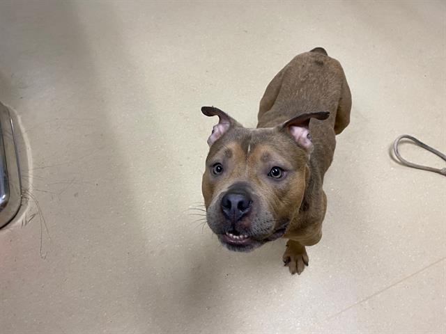 Shelter Stray Male Dog last seen Near BLOCK S 8TH ST, 3839 W Burnham St, West Milwaukee, WI 53215, USA