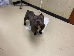 Shelter Stray Female Dog last seen Near BLOCK S 8TH ST, 3839 W Burnham St, West Milwaukee, WI 53215, USA