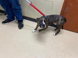 Shelter Stray Male Dog last seen Near BLOCK WEST GARFIELD AVE, 3839 W Burnham St, West Milwaukee, WI 53215, USA