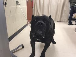 Shelter Stray Male Dog last seen Near BLOCK N 31ST ST, 3839 W Burnham St, West Milwaukee, WI 53215, USA