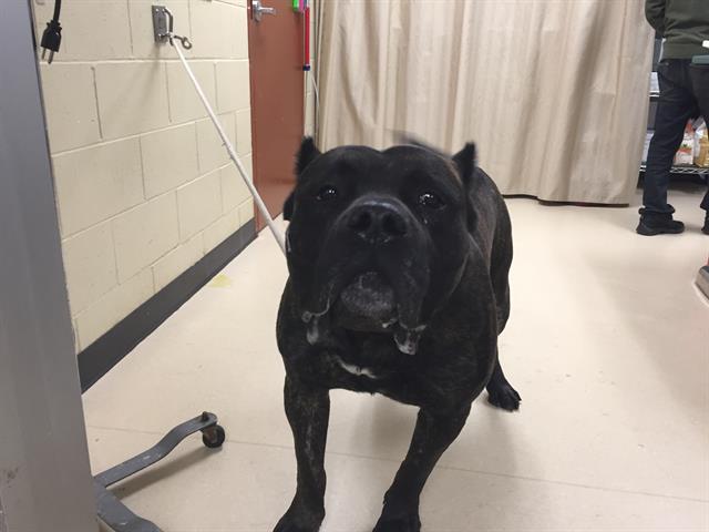 Shelter Stray Male Dog last seen Near BLOCK N 31ST ST, 3839 W Burnham St, West Milwaukee, WI 53215, USA