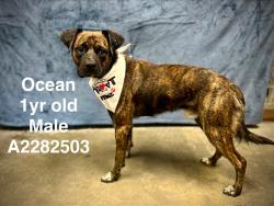 Shelter Stray Male Dog last seen , West Valley Animal Shelter, 20655 Plummer St, Chatsworth, CA 91311, USA