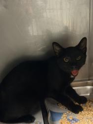 Shelter Stray Male Cat last seen , West Valley Animal Shelter, 20655 Plummer St, Chatsworth, CA 91311, USA