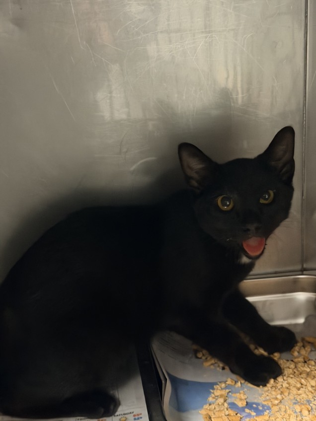 Shelter Stray Male Cat last seen , West Valley Animal Shelter, 20655 Plummer St, Chatsworth, CA 91311, USA