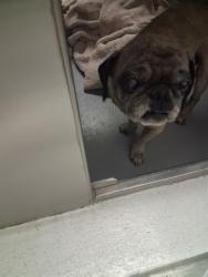 Shelter Stray Male Dog last seen ABANDONED AT SHELTER, 201 S Mt Vernon Ave, Bakersfield, CA 93307, USA