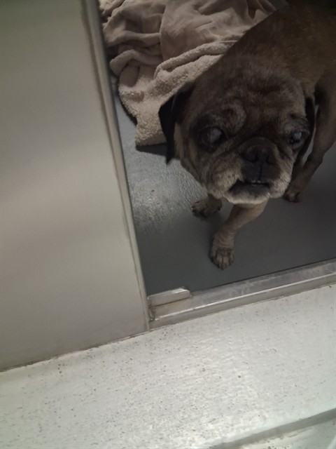 Shelter Stray Male Dog last seen ABANDONED AT SHELTER, 201 S Mt Vernon Ave, Bakersfield, CA 93307, USA