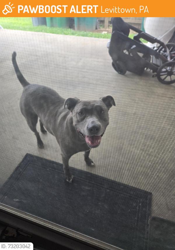 Found/Stray Unknown Dog last seen Holly hill, Levittown, PA 19055