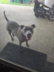 Found/Stray Unknown Dog last seen Holly hill, Levittown, PA 19055