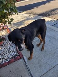 Found/Stray Male Dog last seen Novara and san marco, Morada, CA 95212