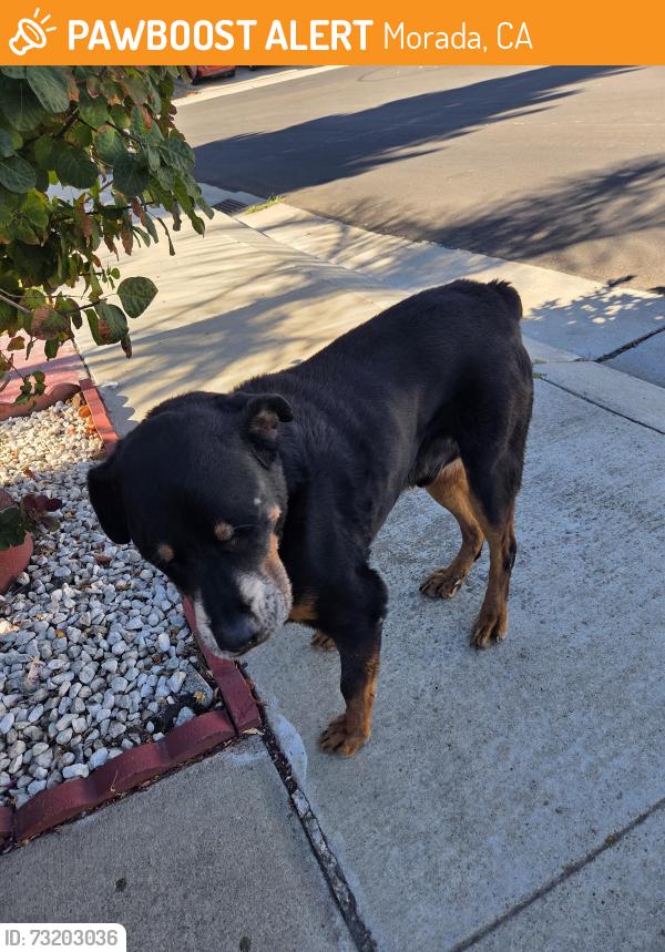 Found/Stray Male Dog last seen Novara and san marco, Morada, CA 95212