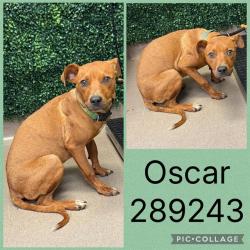 Shelter Stray Male Dog last seen HOUSTON AVE, 4214 Fulton Mill Rd, Macon, GA 31216, USA