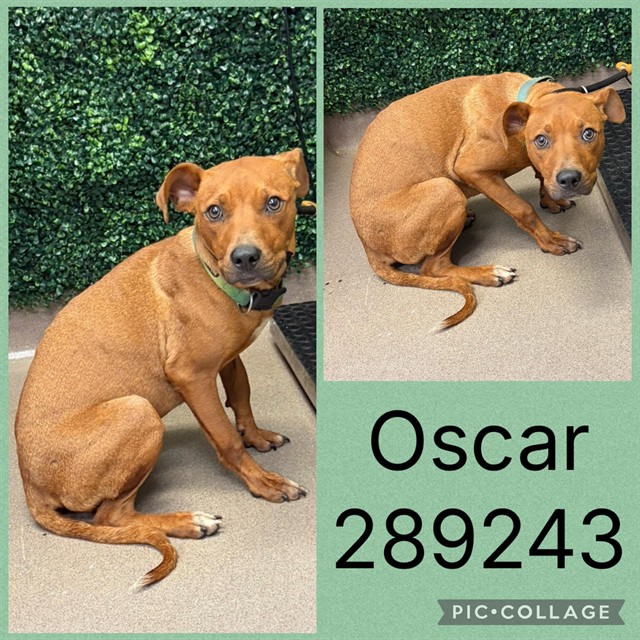 Shelter Stray Male Dog last seen HOUSTON AVE, 4214 Fulton Mill Rd, Macon, GA 31216, USA