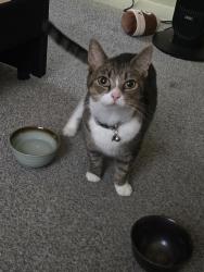 Reunited Female Cat last seen Denison Ave , Elyria Ohio, Elyria, OH 44035