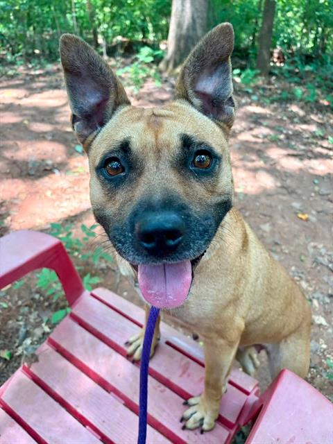 Shelter Stray Female Dog last seen CHARLOTTE, 8315 Byrum Dr, Charlotte, NC 28217, USA