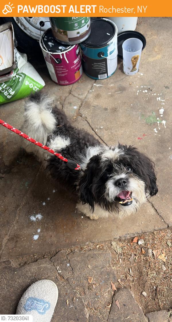 Found/Stray Male Dog last seen cherry road and lake ave, Rochester, NY 14617