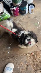 Found/Stray Male Dog last seen cherry road and lake ave, Rochester, NY 14617
