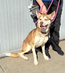 Shelter Stray Male Dog last seen Near BLOCK ROSA TERR, 3528 Newburg Rd, Louisville, KY 40218, USA