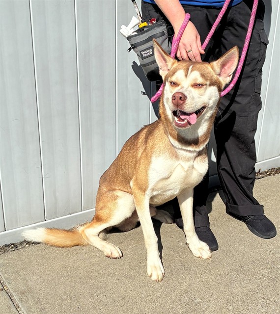 Shelter Stray Male Dog last seen Near BLOCK ROSA TERR, 3528 Newburg Rd, Louisville, KY 40218, USA