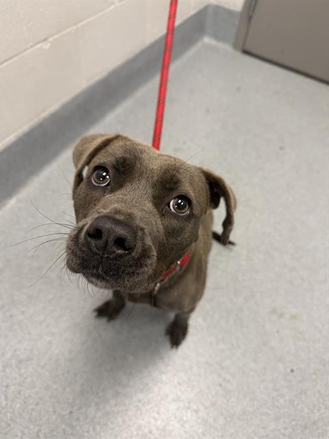 Shelter Stray Female Dog last seen Near, 2600 S Harding St, Indianapolis, IN 46221, USA