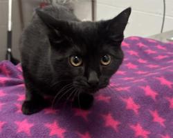 Shelter Stray Female Cat last seen Near, 2600 S Harding St, Indianapolis, IN 46221, USA