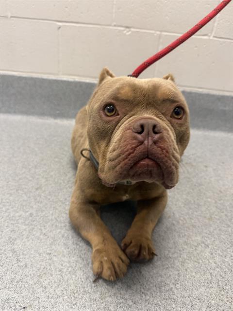 Shelter Stray Male Dog last seen Near, 2600 S Harding St, Indianapolis, IN 46221, USA