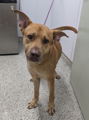Shelter Stray Male Dog last seen Near BLOCK CAPITOL ST, DETROIT, MI, 48227, 7401 Chrysler Dr, Detroit, MI 48211, USA