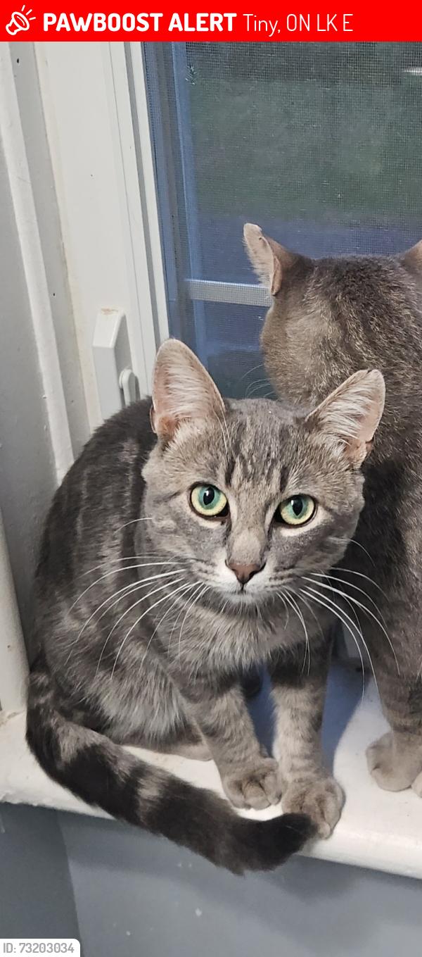 Lost Male Cat last seen Wye Drive and Mill Street, just off Hwy 93 in Wyebridge, Tiny, ON L0K 2E1