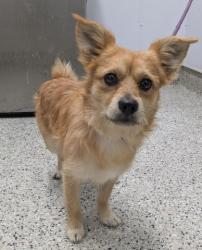 Shelter Stray Male Dog last seen Near BLOCK ANTIETAM AVE, DETROIT MI 48207, 7401 Chrysler Dr, Detroit, MI 48211, USA
