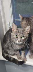 Lost Male Cat last seen Wye Drive and Mill Street, just off Hwy 93 in Wyebridge, Tiny, ON L0K 2E1